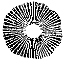 spore print