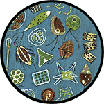 microbes